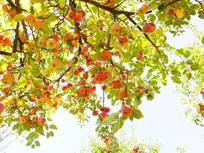 an apple tree viewed from below